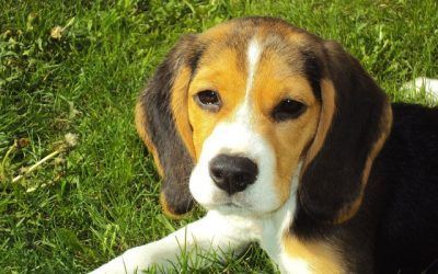 Análisis del nuevo Convenio europeo para la protección de animales «de compañía»