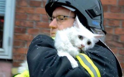 El Cuerpo de Bomberos y los rescates de animales