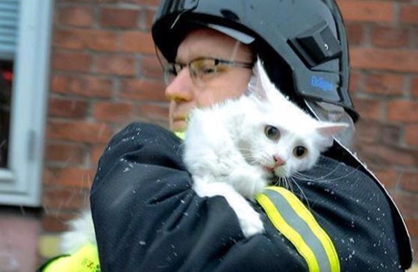 El Cuerpo de Bomberos y los rescates de animales