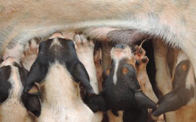 ¿Prohibido criar y/o vender animales siendo particular?