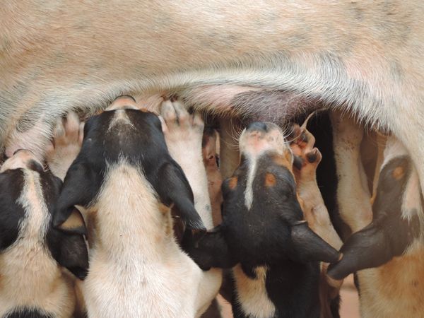 ¿Prohibido criar y/o vender animales siendo particular?