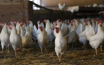 El aturdimiento previo al sacrificio de animales en mataderos