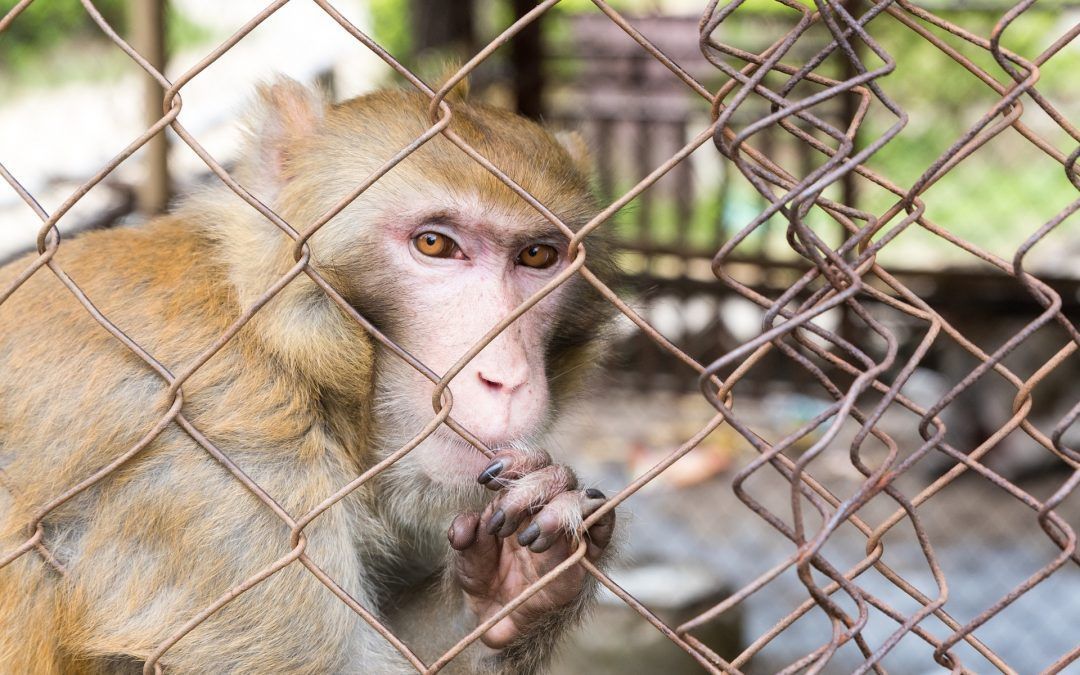 Lo que debes saber si quieres denunciar el maltrato animal