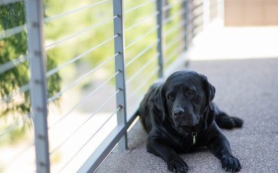 La tenencia responsable de animales considerados de compañía en las Comunidades de Propietarios