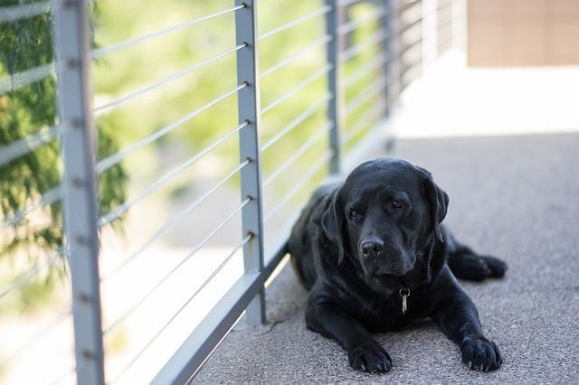 La tenencia responsable de animales considerados de compañía en las Comunidades de Propietarios