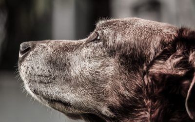 Los animales de compañía serán «seres sintientes» en el Código Civil español