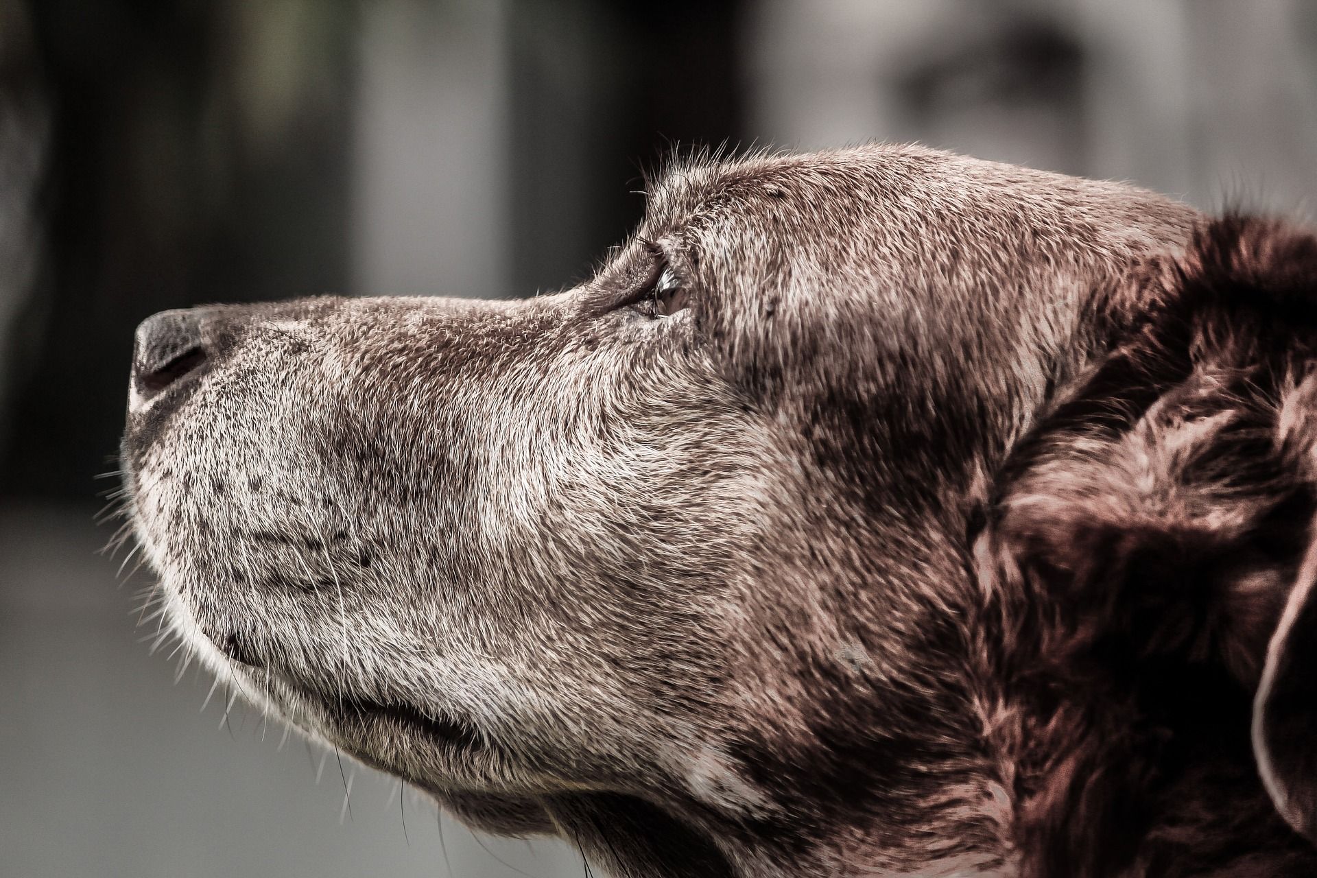 dog-916099_1920