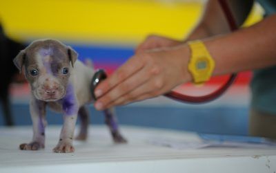 El IVA en productos y servicios veterinarios