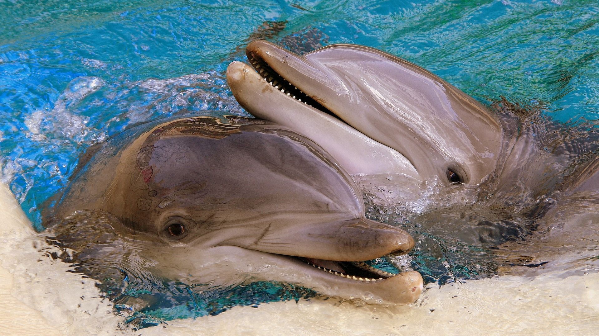 dolphins-2661836_1920