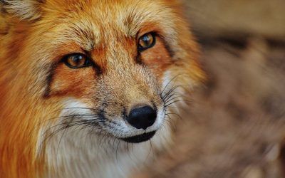 Los derechos de los animales en Europa