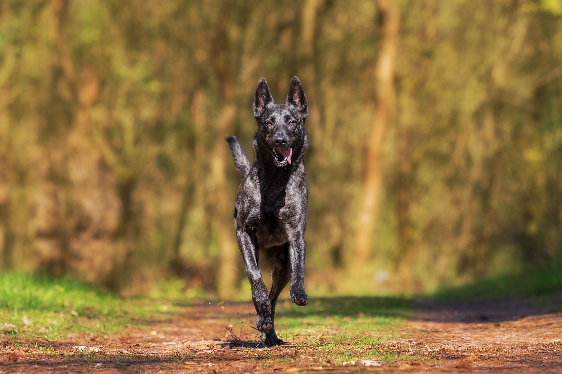 herder-1726406_1920