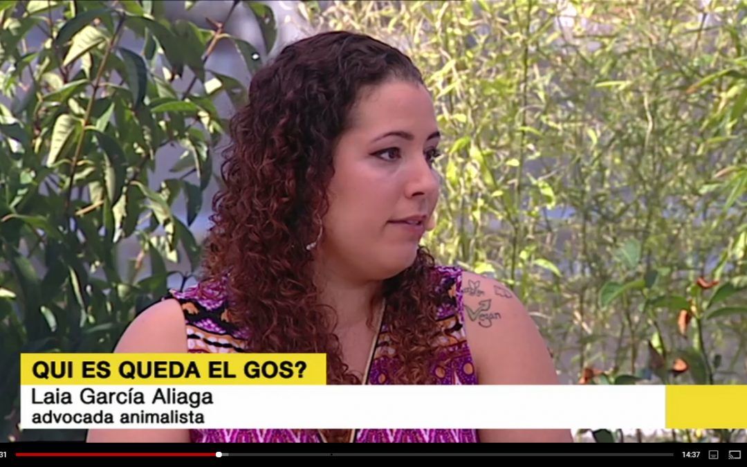 Entrevista en TV3, en Els Matins, por el caso del perro Argos