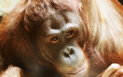 Animales como «personas no humanas»