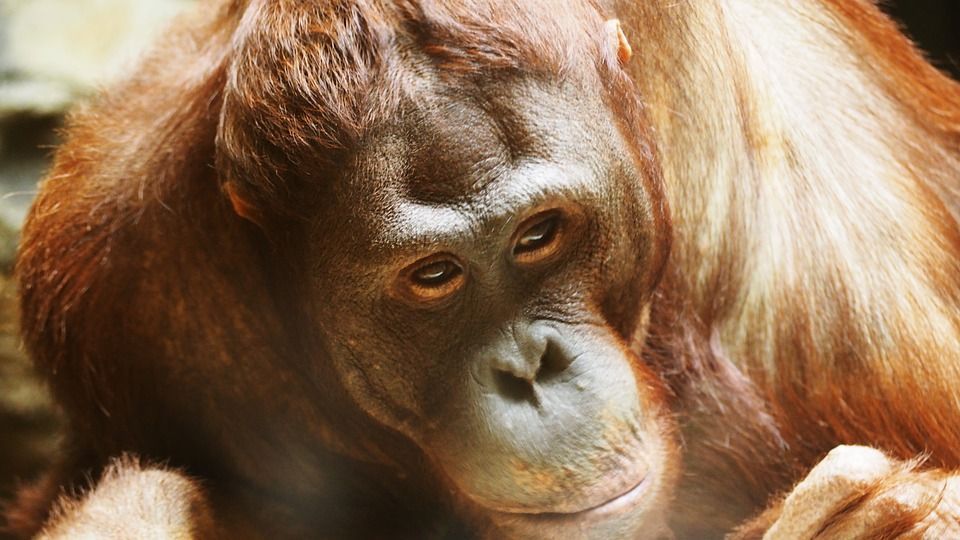 Animales como «personas no humanas»