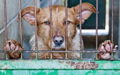 Maltrato y abandono de animales en el nuevo Código Penal
