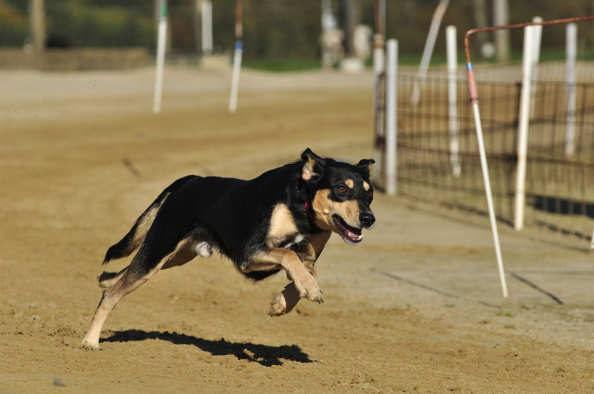 pet-173005_1920