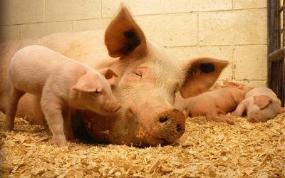 Normas mínimas para la protección de los cerdos en explotaciones ganaderas