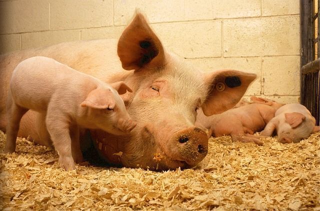 Normas mínimas para la protección de los cerdos en explotaciones ganaderas