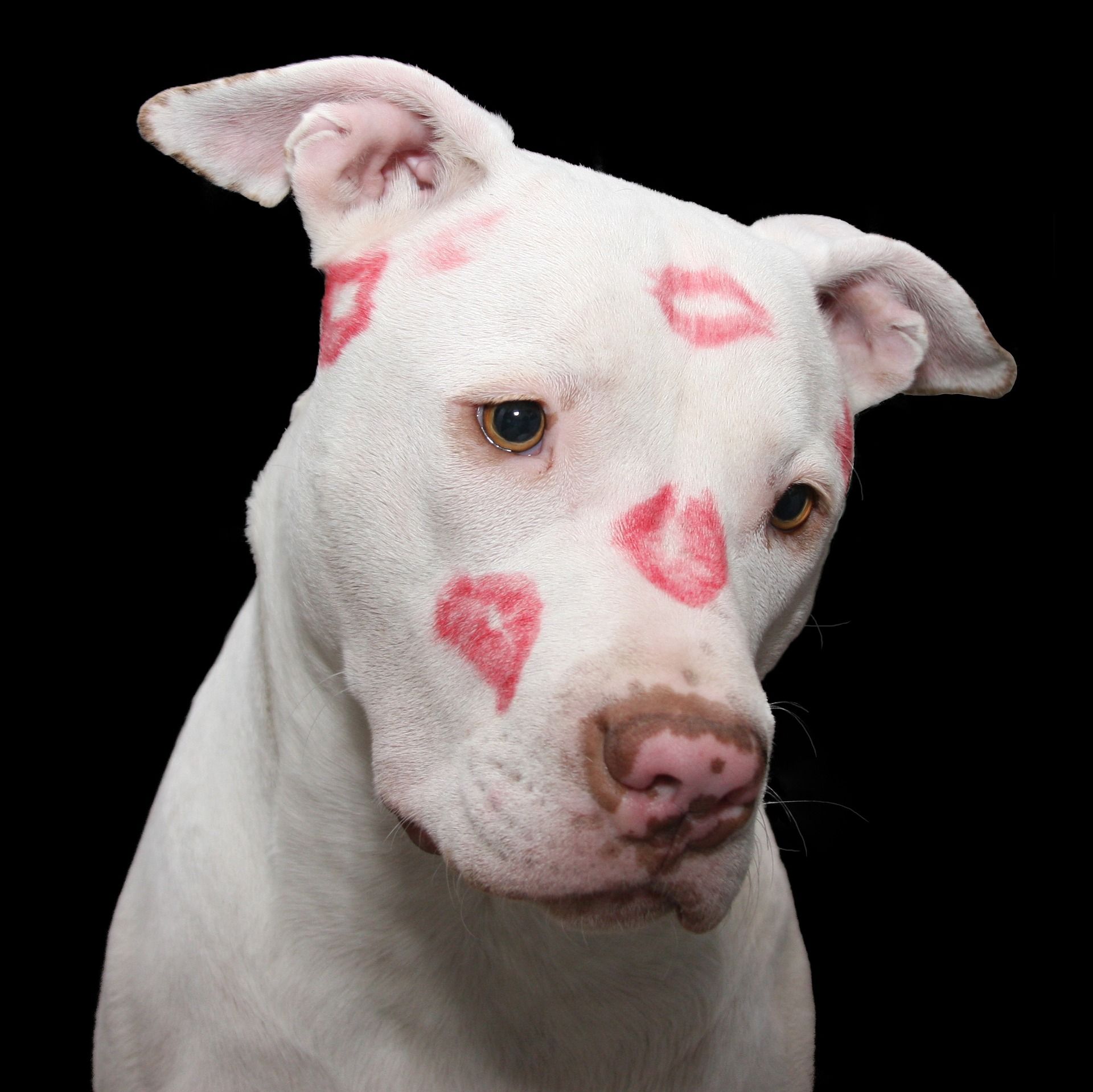 pit-bull-2047469_1920