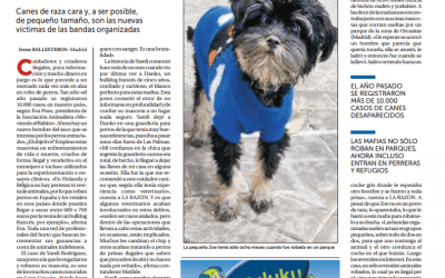 El robo de perros para peleas clandestinas – La Razón